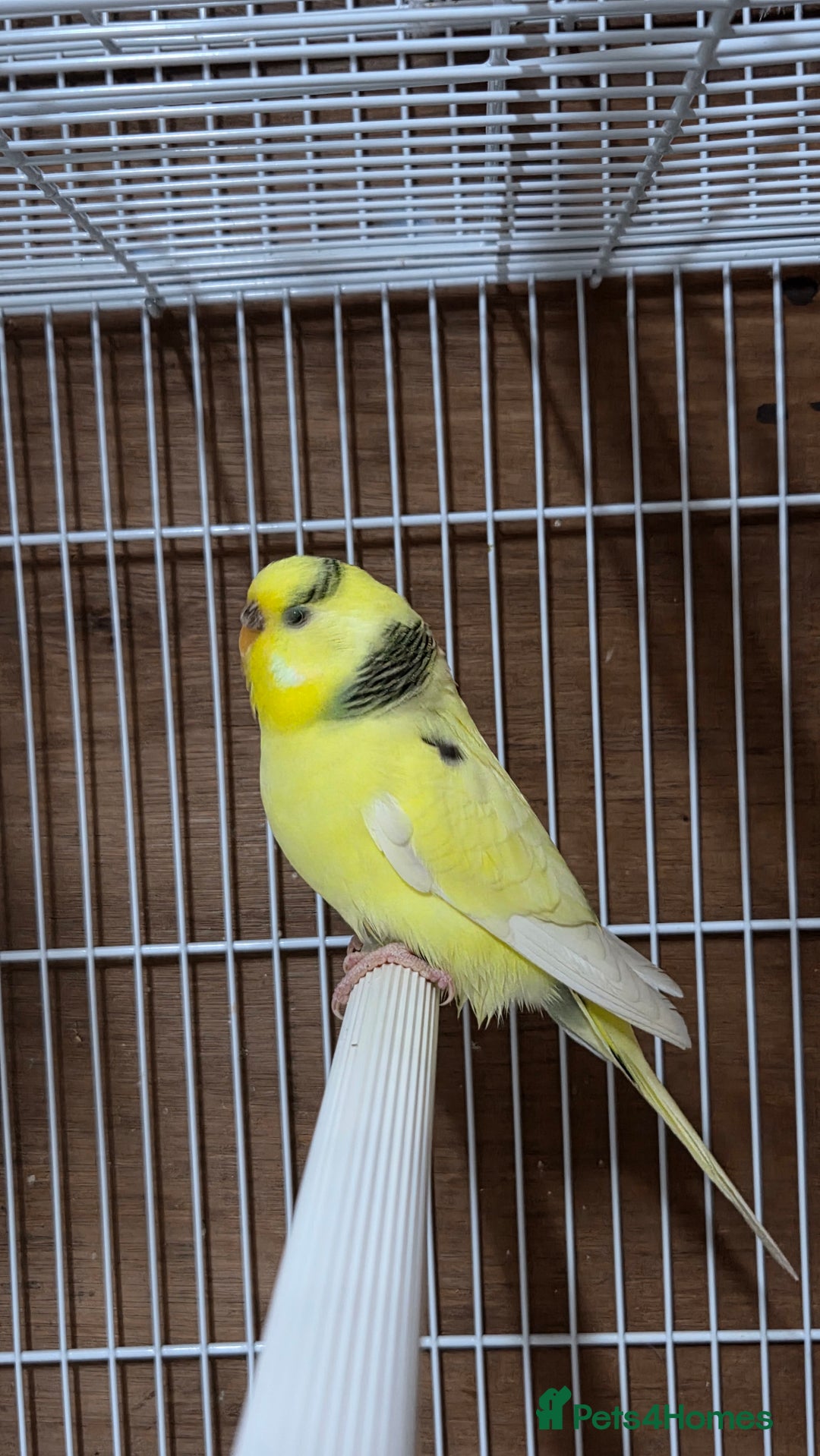 Budgerigars birds for sale: Pair of budgies  - Image 3