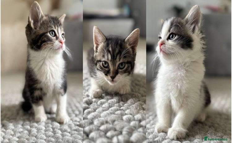 Persian cats - Advert 1