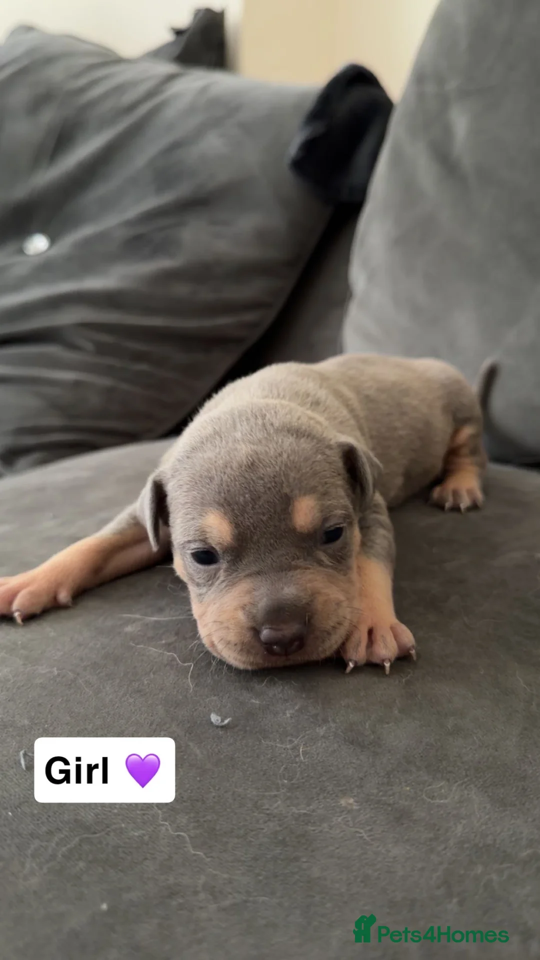 American Bully dogs for sale: Standard American bully pups - Advert 2