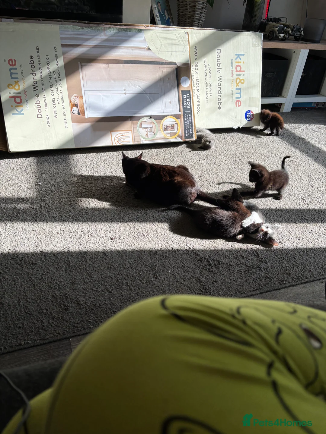 Mixed Breed cats for sale: 10 week old kittens in Hatfield - Advert 2