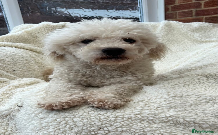 Bichon Frise dogs - Advert 6