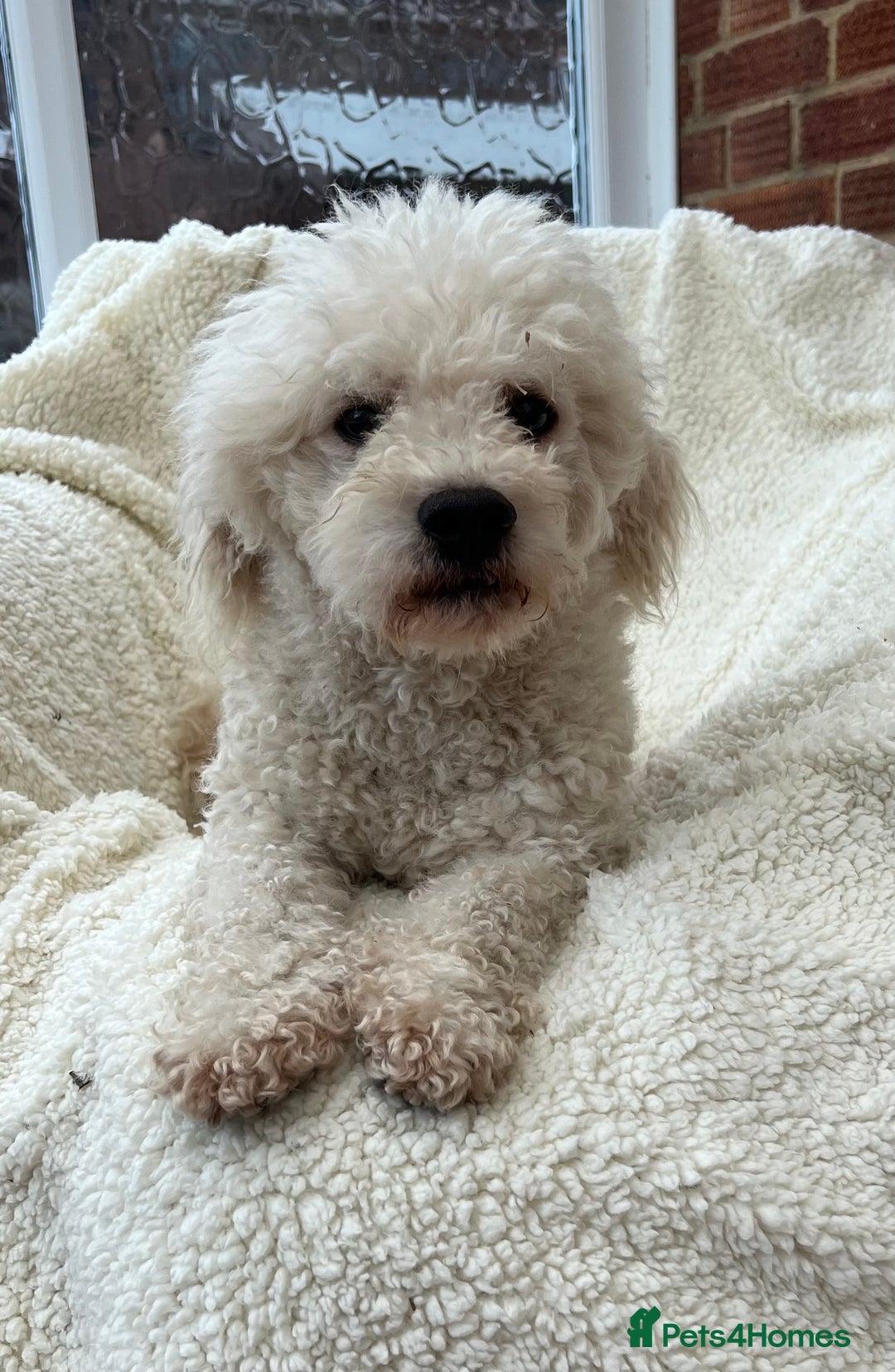 White Standard Poodle And Old Lady Old Bichon Poodle Dog Poodle Week Old  Bichon Frise Puppy Bichpoo