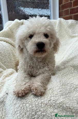 Bichon Frise dogs - Advert 3