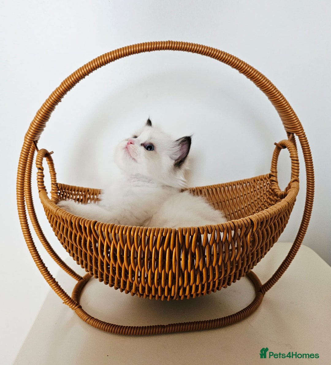 Ragdoll cats for sale: Cute Ragdoll kittens  - Advert 2