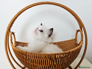 Ragdoll cats Cute Ragdoll kittens - Advert 2