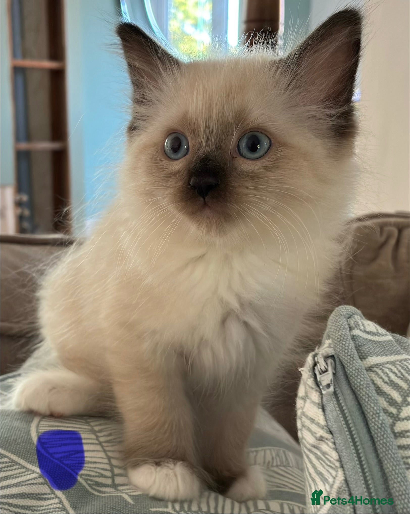 Ragdoll cats Pure Ragdoll Kittens *Ready Now* - Advert 3