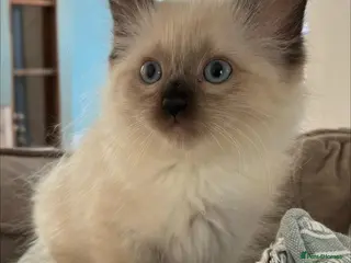 Ragdoll cats Pure Ragdoll Kittens *Ready Now* - Advert 1