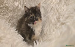 Maine Coon cats for sale: Lovely Maine coon babies  - Image 9
