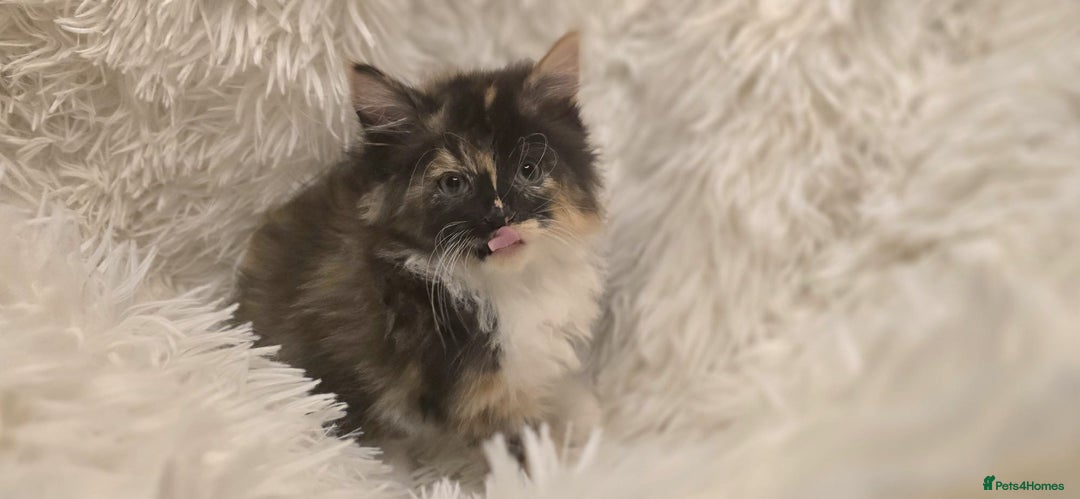 Maine Coon cats for sale: Lovely Maine coon babies  - Image 9