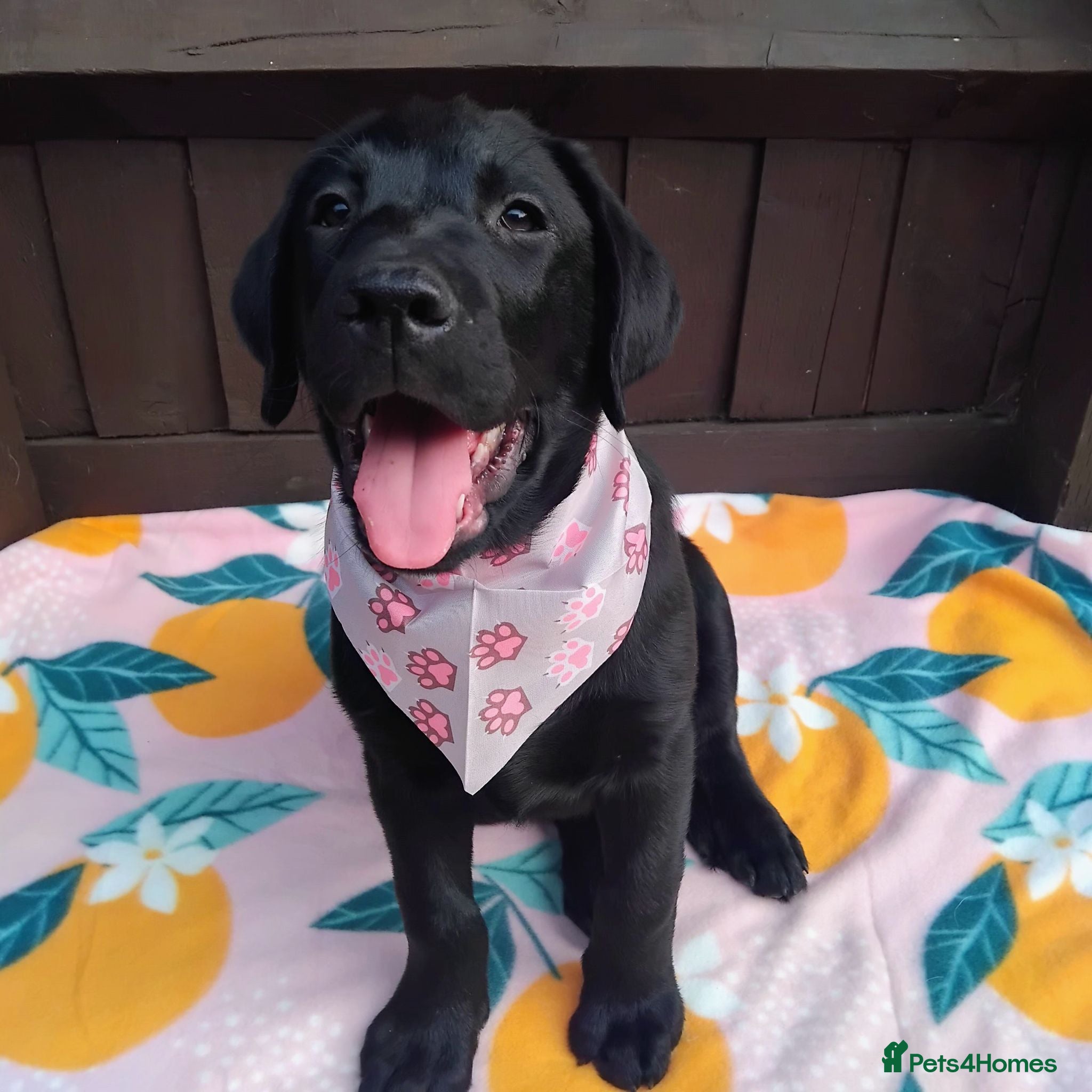 Labrador Retriever dogs 🐶 READY TO LEAVE NOW – KC BLACK LABRADORS ❤️ - Advert 3