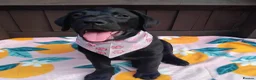 Labrador Retriever dogs for sale: 🐾 ONLY 2 BOYS LEFT – READY FOR FOREVER HOMES! ❤️ - Advert 3
