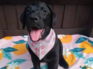 Labrador Retriever dogs 🐶 READY TO LEAVE NOW – KC BLACK LABRADORS ❤️ - Advert 3