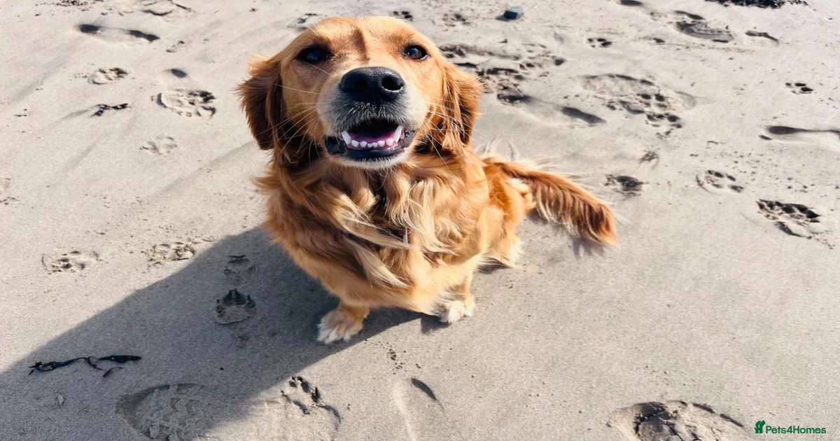 golden-retriever-golden-retriever-puppies-for-sale-pets4homes