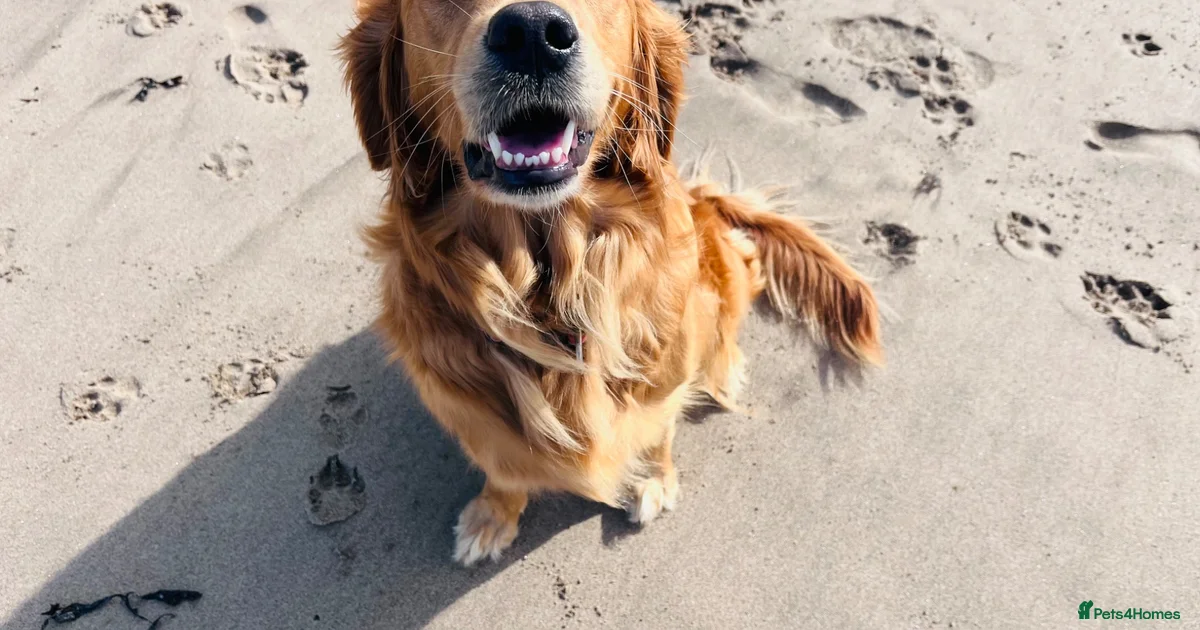 Golden Retriever Golden Retriever Puppies For Sale Pets4Homes golden-retriever-golden-retriever-puppies-for-sale-pets4homes