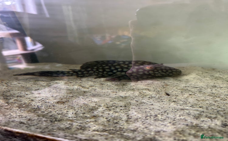 Plecos fish - Advert 1