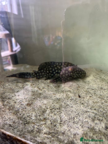 Plecos fish - Advert 2