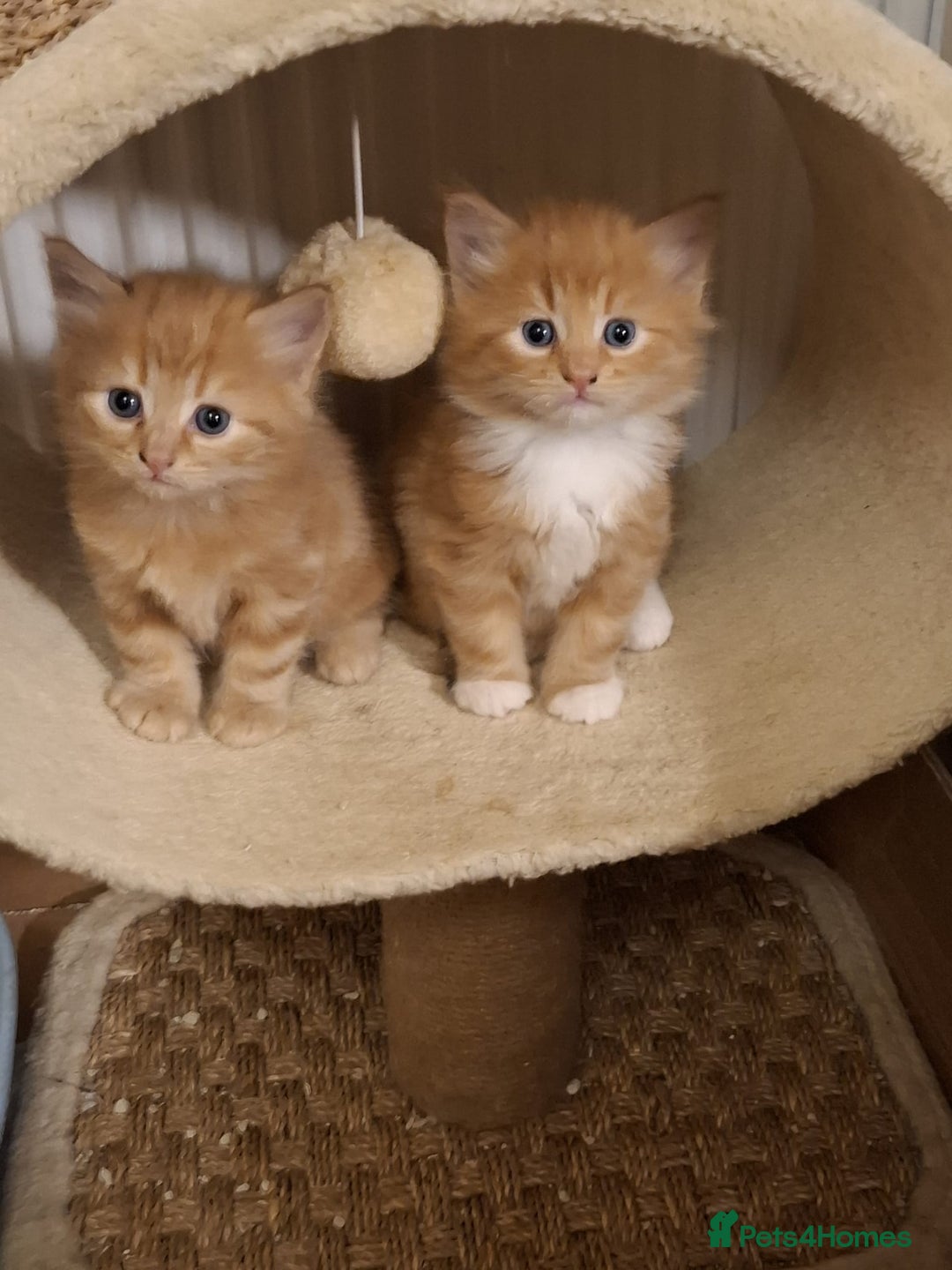 Mixed Breed cats for sale: 4 gorgerous kittens - Image 21