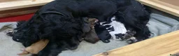 Cocker Spaniel dogs for sale: 1 of 9 beautiful full cocker spaniel pups left - Advert 5