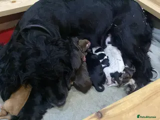 Cocker Spaniel dogs 7 of 9 beautiful full cocker spaniel pups - Advert 11