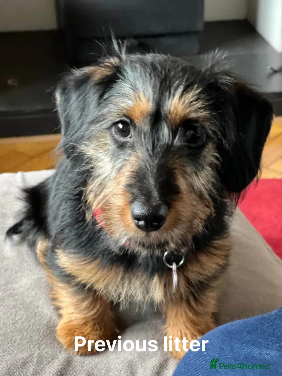Norfolk Terrier dogs for stud: 3/4 Norfolk x 1/4 Jack Russell proven stud in Burton-on-Trent - Advert 24