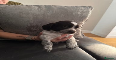 Sprocker dogs - Advert 8