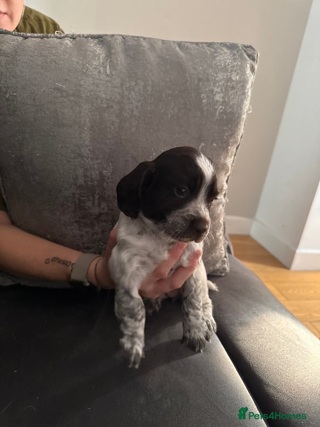 Sprocker dogs for sale: Beautiful sprockers for sale - Image 2