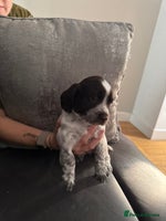 Sprocker dogs - Advert 7