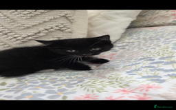 Mixed Breed cats for sale: Kittens for sale - Image 4