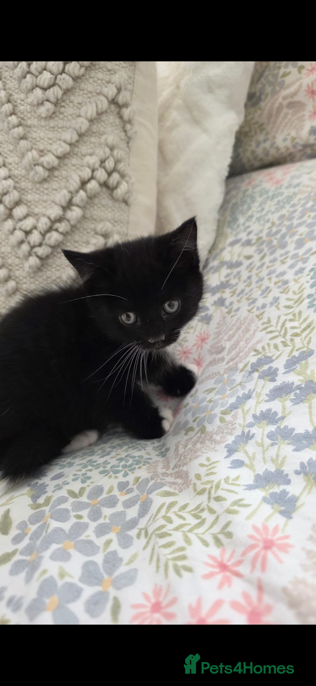Mixed Breed cats for sale: Kittens for sale - Image 4