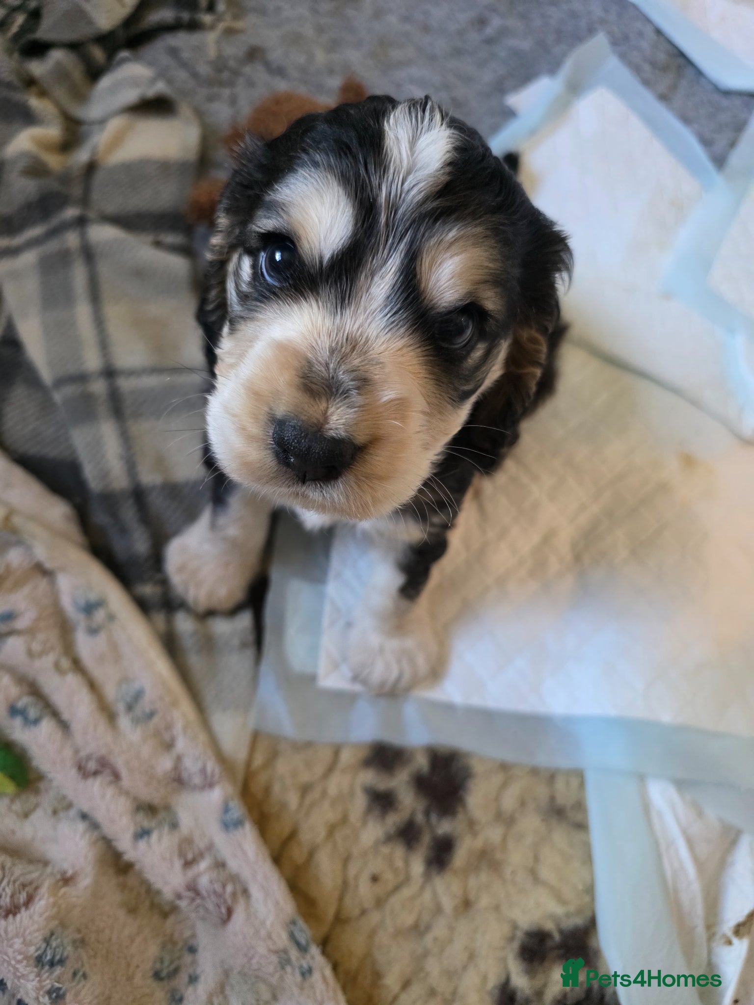 Cocker Spaniel dogs  show type cocker spaniel pups one boy left - Advert 6