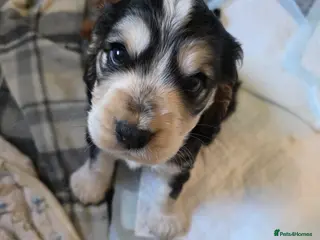 Cocker Spaniel dogs show type cocker spaniel pups one boy left - Advert 6