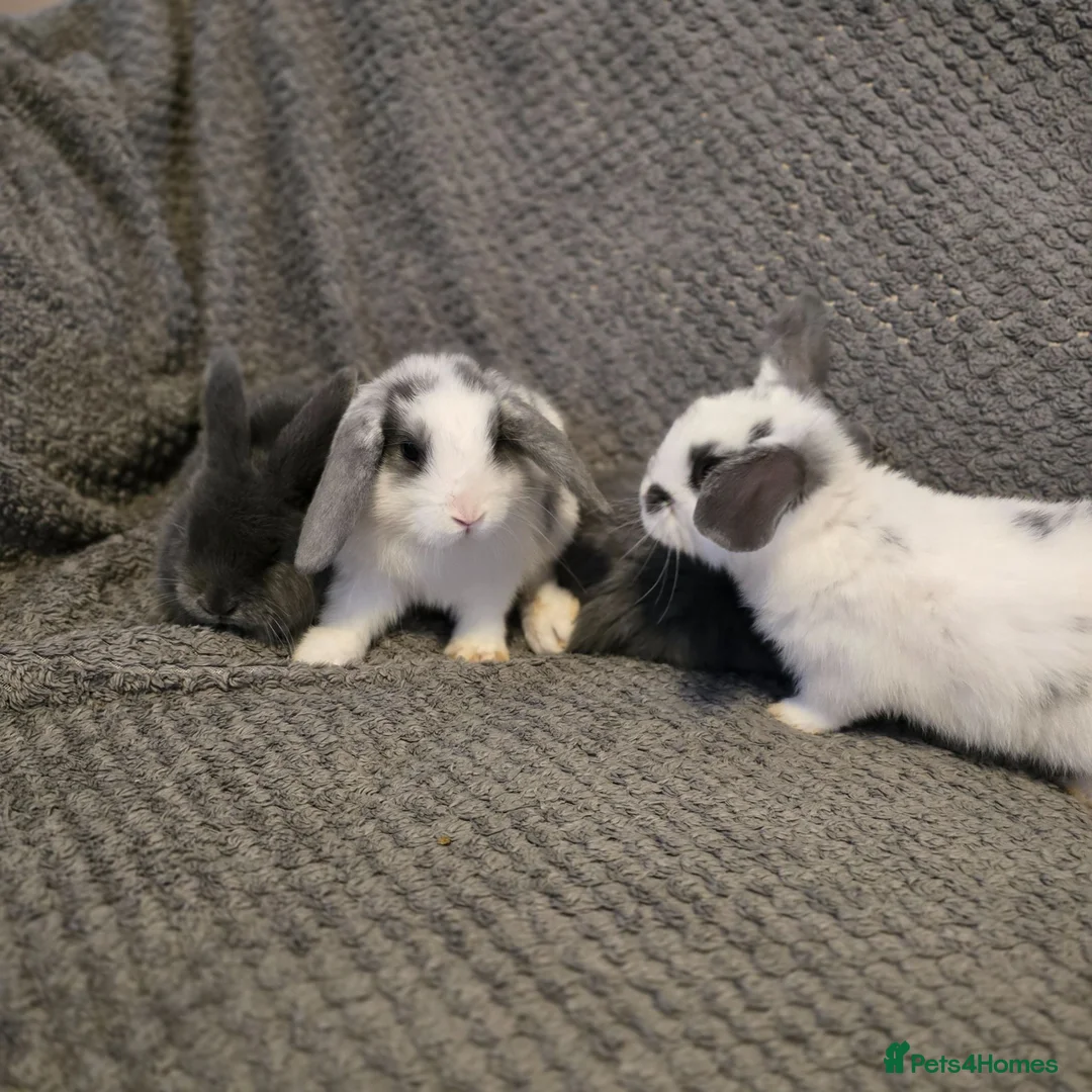 Mini Lop rabbits for sale: Mini Loop bunnies 7weeks old - Advert 2