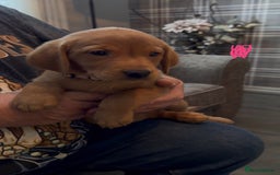 Labrador Retriever dogs for sale: Fox Red Labrador Puppies - Advert 11