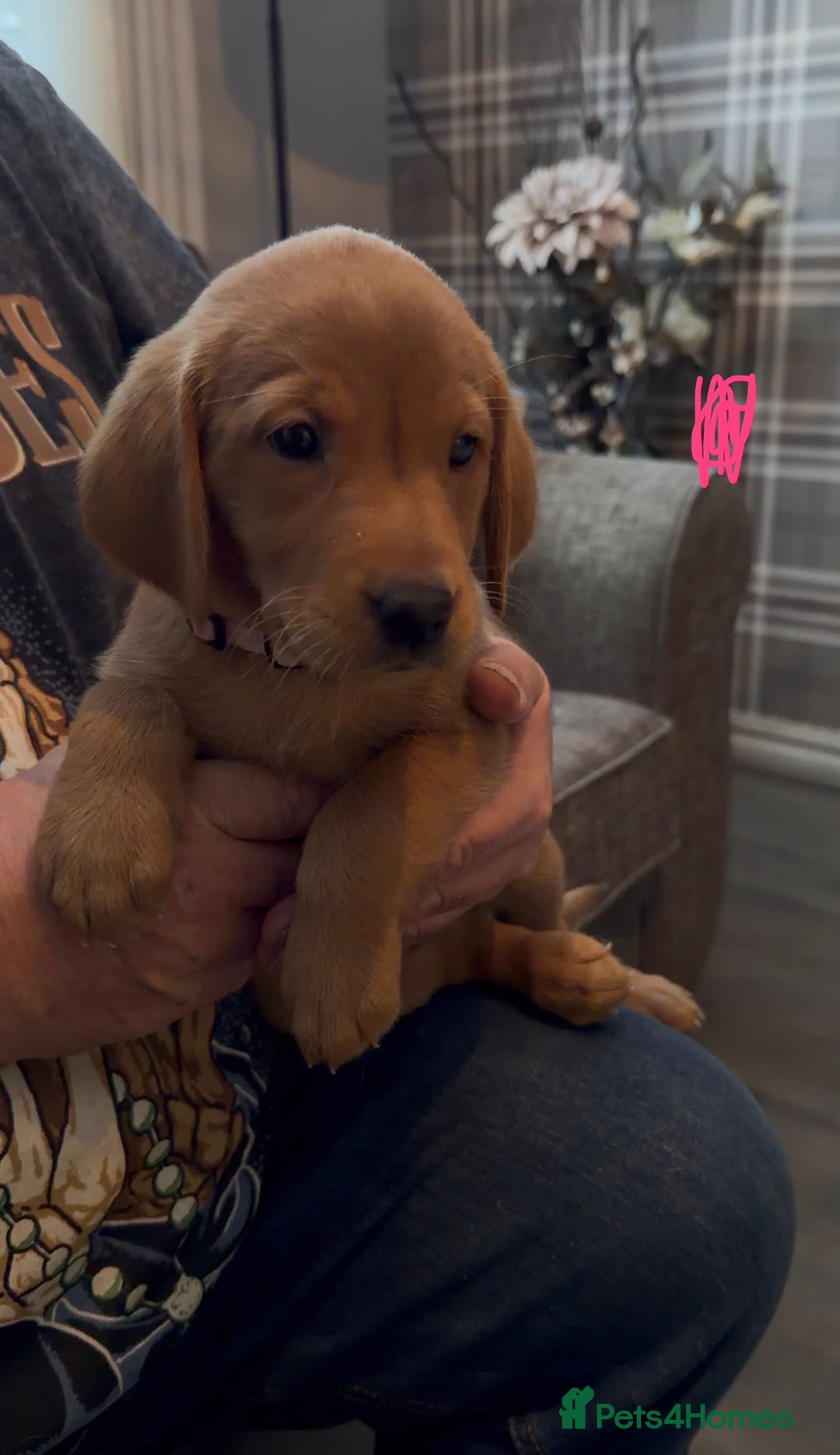 Labrador Retriever dogs for sale: Fox Red Labrador Puppies - Advert 11