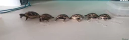 Hermann Tortoise reptiles for sale: Hermann tortoises  - Advert 4
