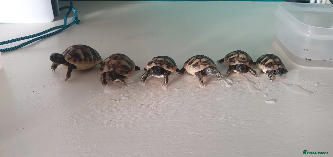 Hermann Tortoise reptiles for sale: Hermann tortoises  - Advert 4