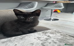 British Longhair cats for sale: 4 x kittens for sale (2 male 2 female) - Image 2
