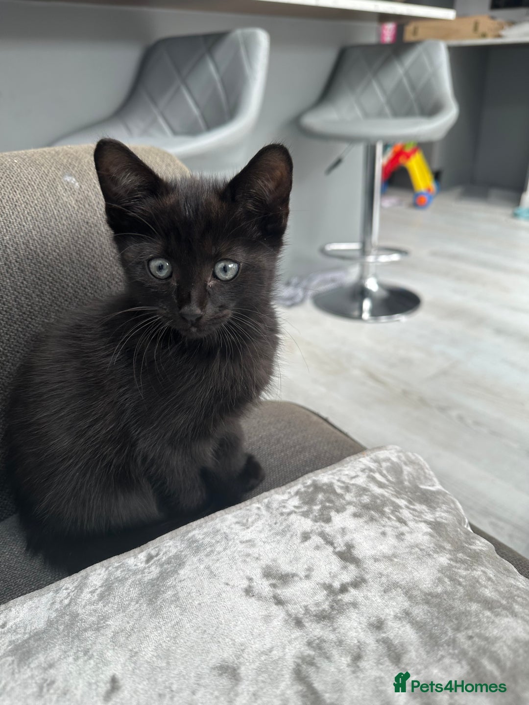 British Longhair cats for sale: 4 x kittens for sale (2 male 2 female) - Image 2