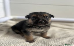 German Shepherd dogs for sale: READY GERMAN SHEPHERD PUPPIES 😍 - Image 1