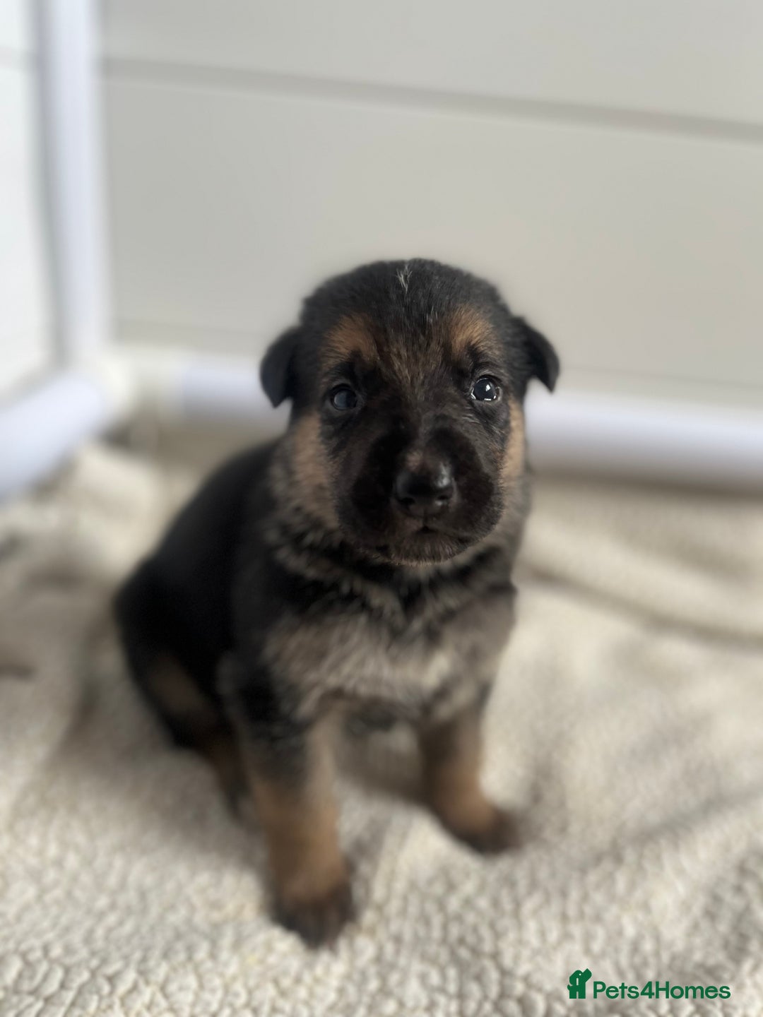 German Shepherd dogs for sale: READY GERMAN SHEPHERD PUPPIES 😍 - Image 1