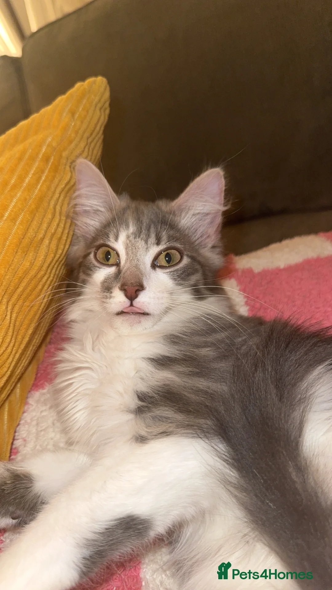 Mixed Breed cats for sale: Loving Gorgeous Male Kitten - Advert 5