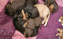 Cocker Spaniel dogs for sale: 8 AMAZING KC REG WORKING COCKER SPANIEL PUPPIES - Image 24