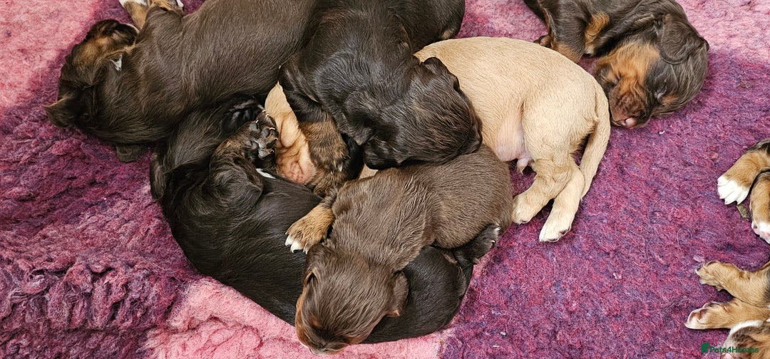 Cocker Spaniel dogs for sale: 8 AMAZING KC REG WORKING COCKER SPANIEL PUPPIES - Image 24