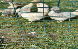 Chickens poultry for sale: Silkie pullets  - Image 4