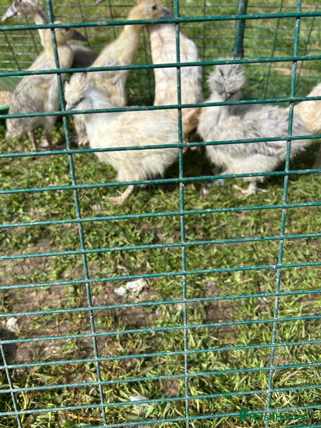 Chickens poultry for sale: Silkie pullets  - Image 4