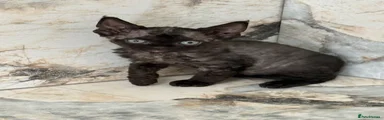 Devon Rex 2