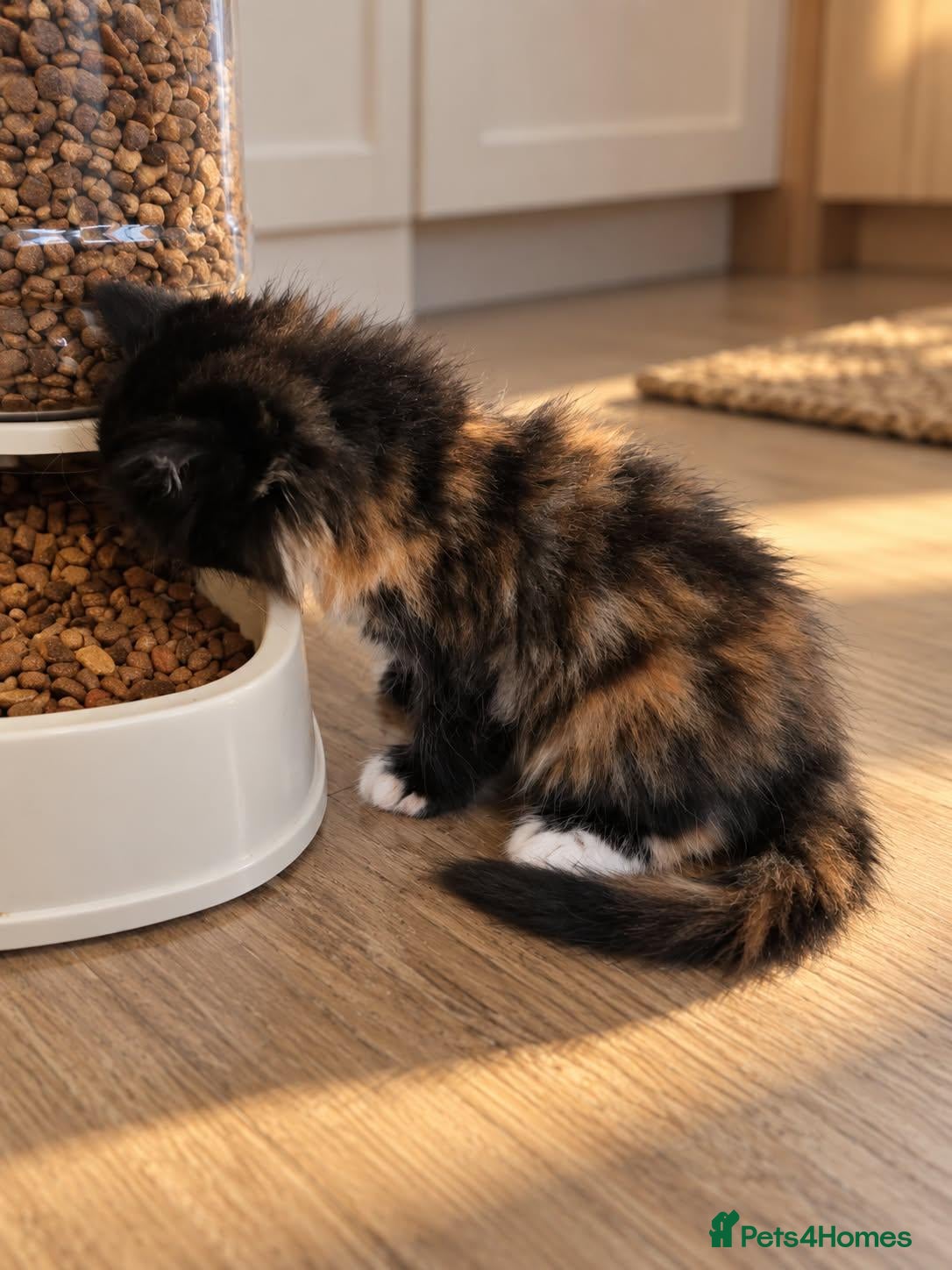 Mixed Breed cats Kittens looking for a home - Advert 1