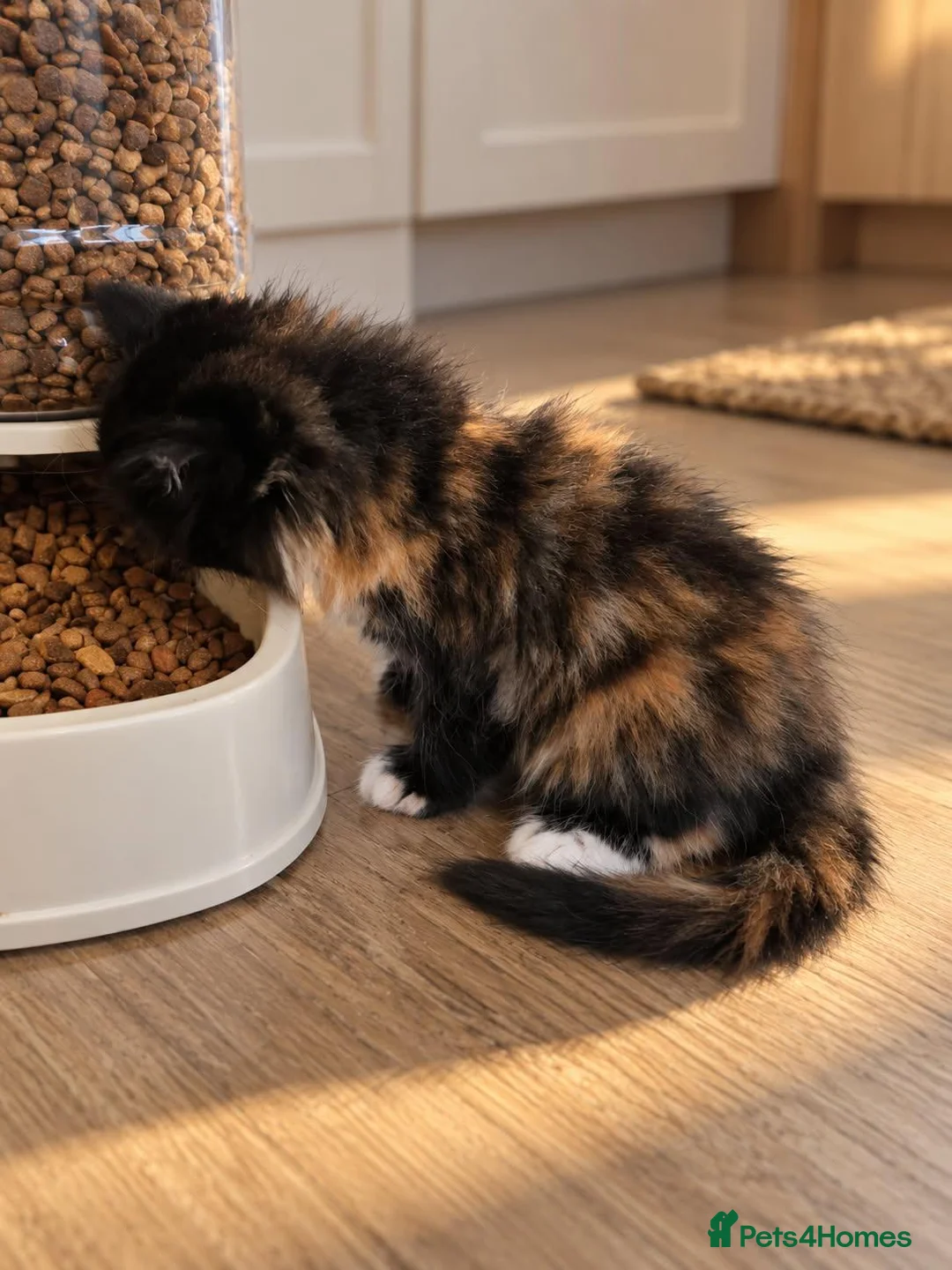 Mixed Breed cats for sale: Kittens looking for a home - Advert 1