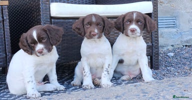English Springer Spaniel dogs - Advert 7