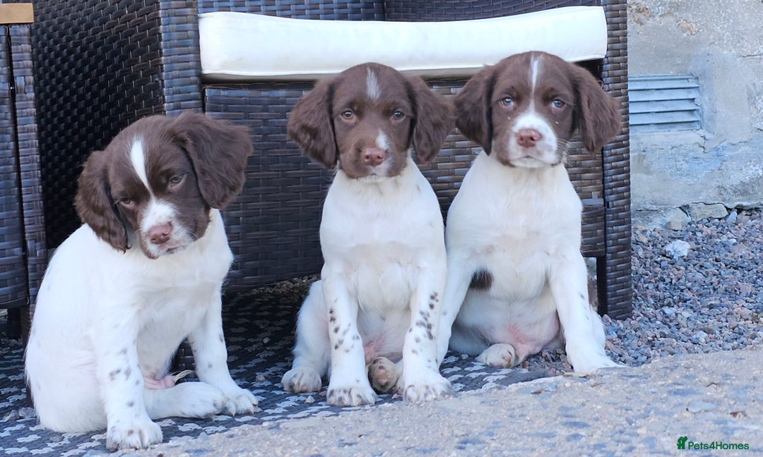 English Springer Spaniel dogs for sale: 3 beautiful boys - Image 3